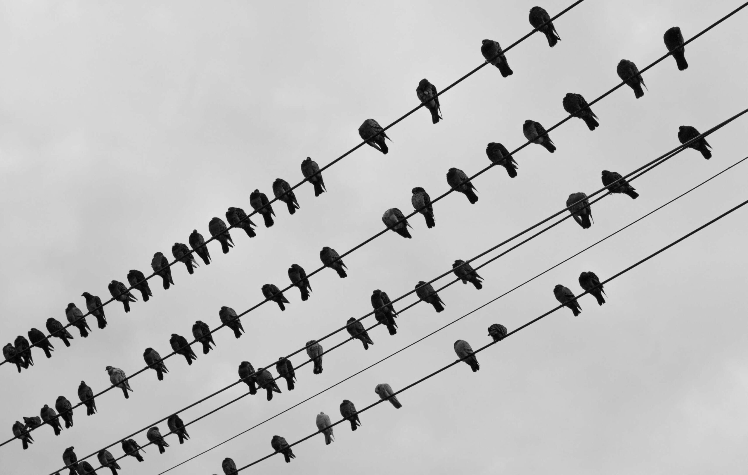 Psicologia dell'attrubuzione, Consenso, Consensus, Come Spieghiamo le cose